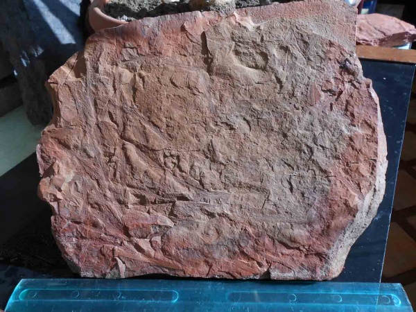 Bothrodendron, ботродендрон