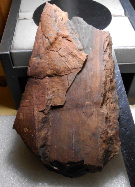 Bothrodendron, ботродендрон