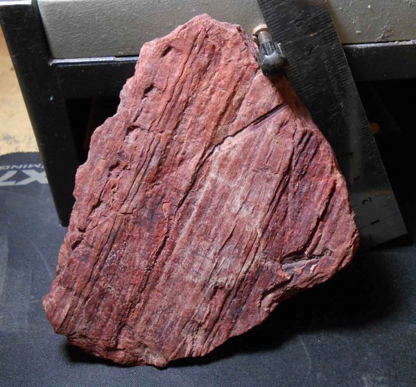 сигиллярия, Sigillaria