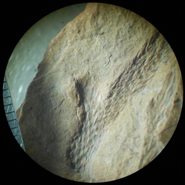 Bothrodendron, ботродендрон