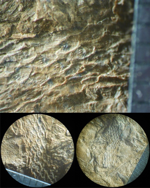 Bothrodendron, ботродендрон