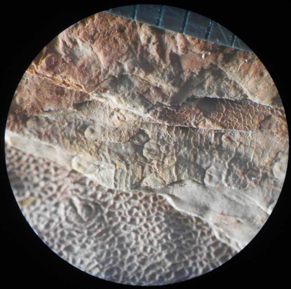 Bothrodendron, ботродендрон