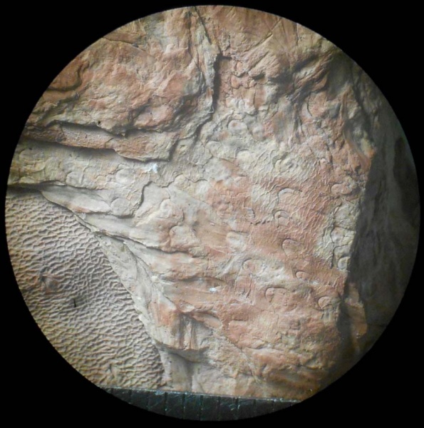 Bothrodendron, ботродендрон