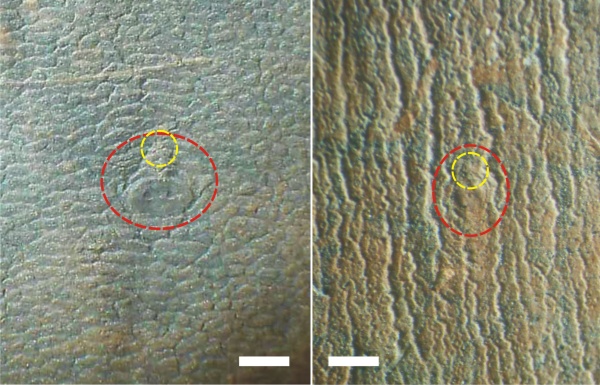 Bothrodendron, ботродендрон