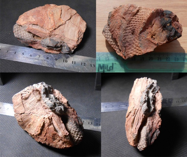 лепидодендрон, Lepidodendron