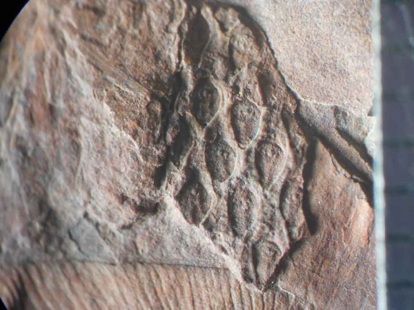 Bothrodendron, ботродендрон