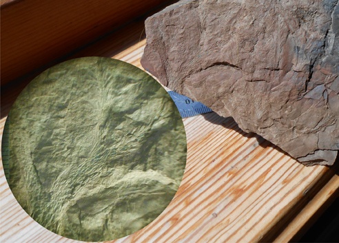 Bothrodendron, ботродендрон