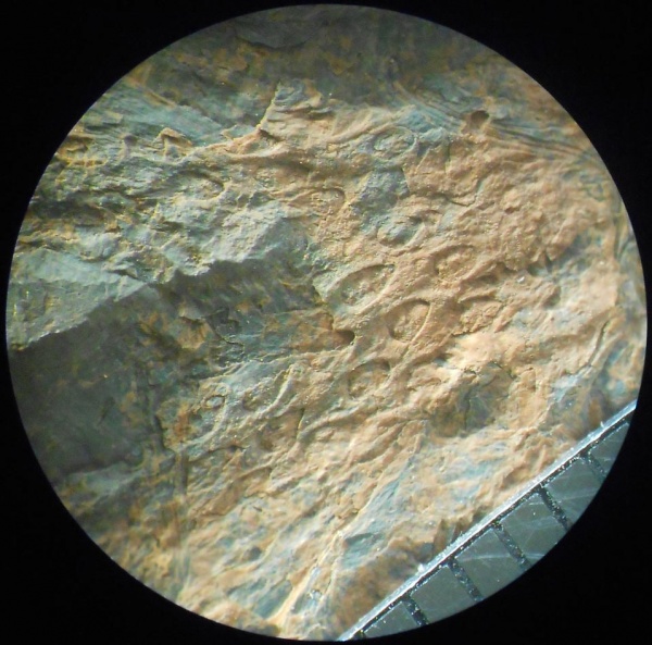 Bothrodendron, ботродендрон