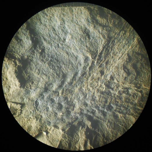 Bothrodendron, ботродендрон