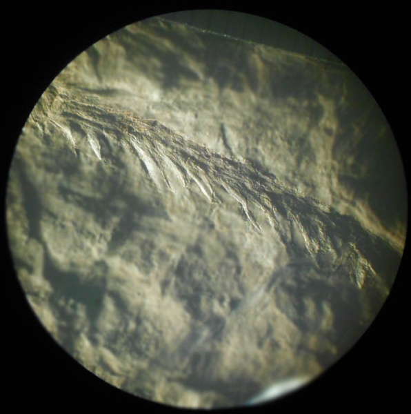 Bothrodendron, ботродендрон