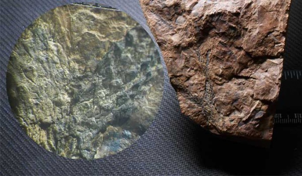 Bothrodendron, ботродендрон