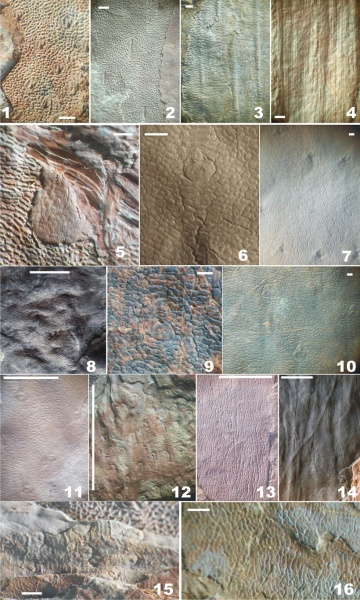 Bothrodendron, ботродендрон