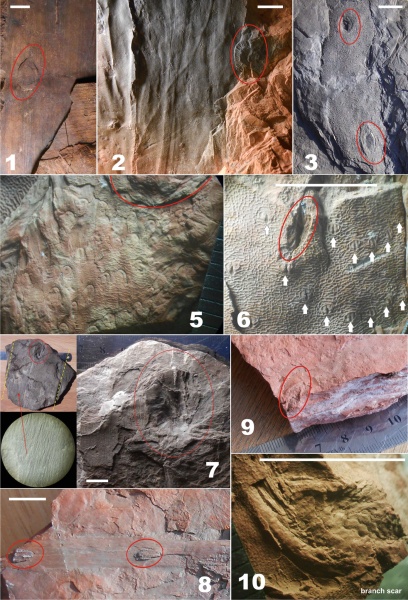 Bothrodendron, ботродендрон