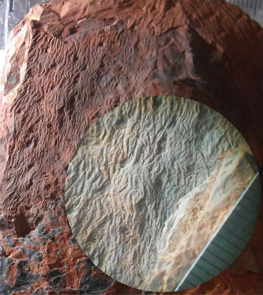 Asolanus, асоланус