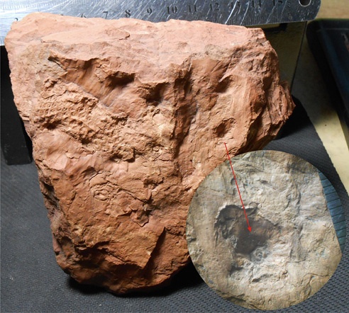 лепидофлойос