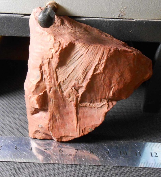 Bothrodendron, ботродендрон