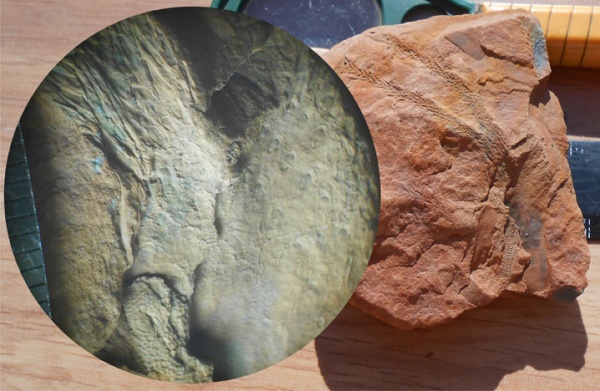 Bothrodendron, ботродендрон