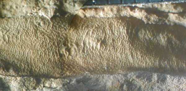 Bothrodendron, ботродендрон