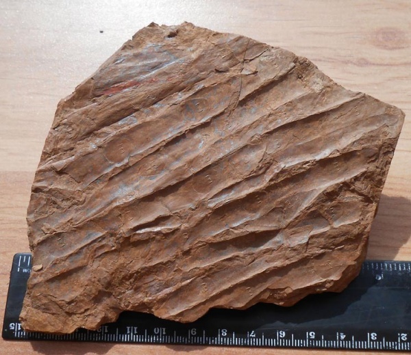 сигиллярия, Sigillaria