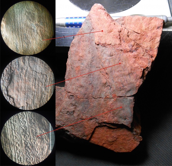 Bothrodendron, ботродендрон