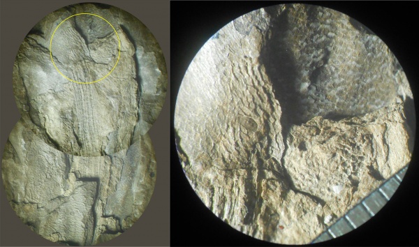 Bothrodendron, ботродендрон