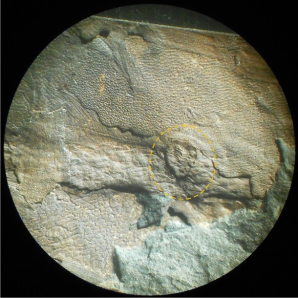 Bothrodendron, ботродендрон