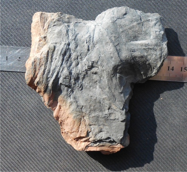 Bothrodendron, ботродендрон