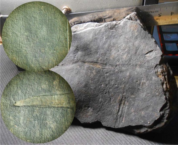 Bothrodendron, ботродендрон