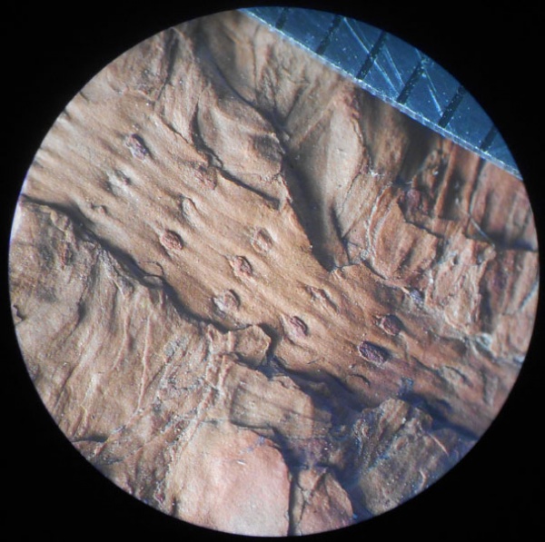 лепидодендрон, Lepidodendron