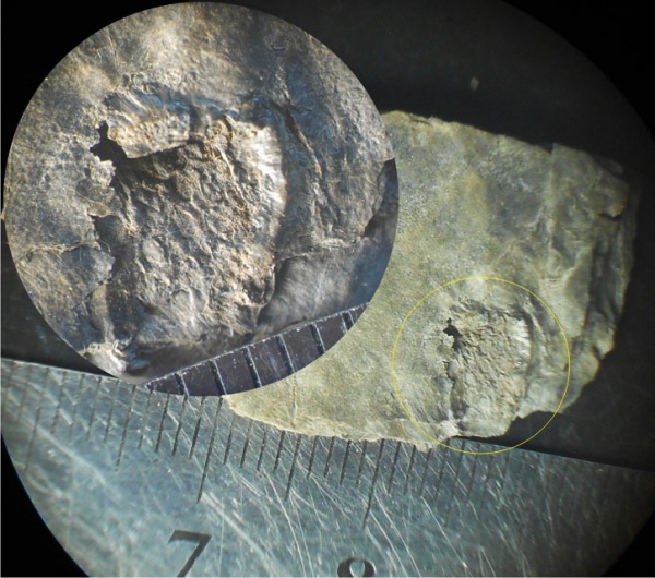 Bothrodendron, ботродендрон