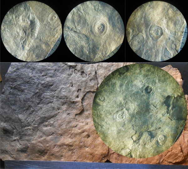 stigmaria, стигмарии, Bothrodendron