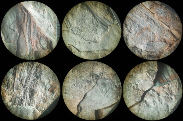 Bothrodendron, ботродендрон