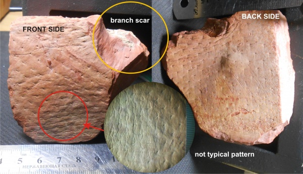 Bothrodendron, ботродендрон