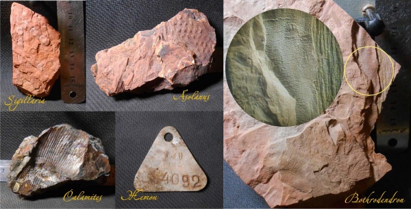 ботродендрон