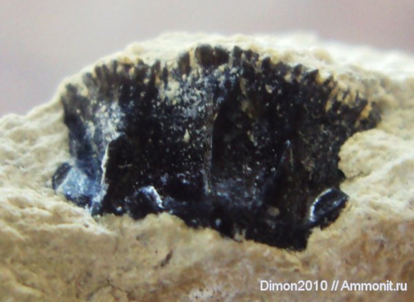 карбон, Домодедово, рыбы, fish