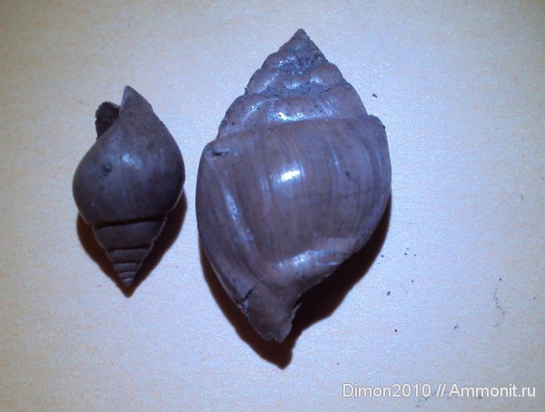 гастроподы, юра, брюхоногие моллюски, Oonia, Pictavia, Pictavia laevigata, Jurassic