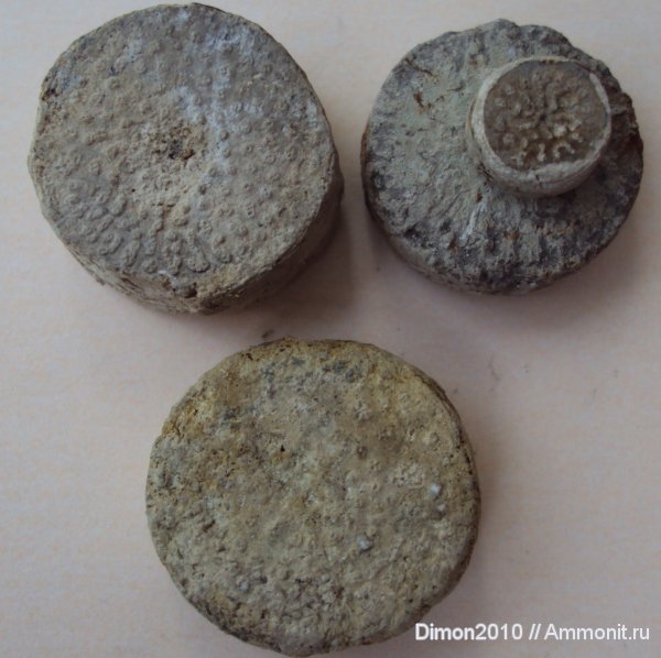 морские лилии, юра, криноидеи, Cyclocrinus, Jurassic