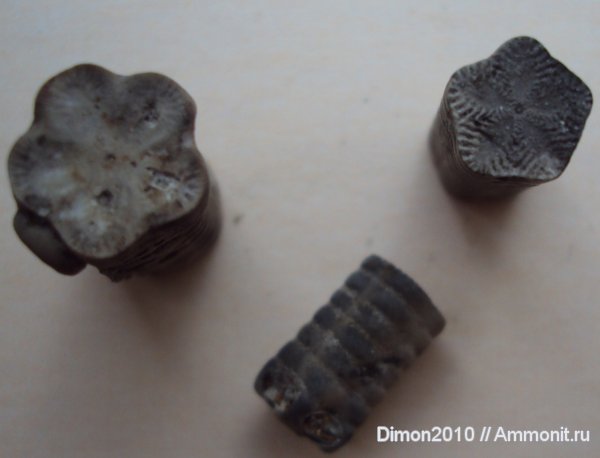 морские лилии, иглокожие, юра, криноидеи, Isocrinus, Jurassic