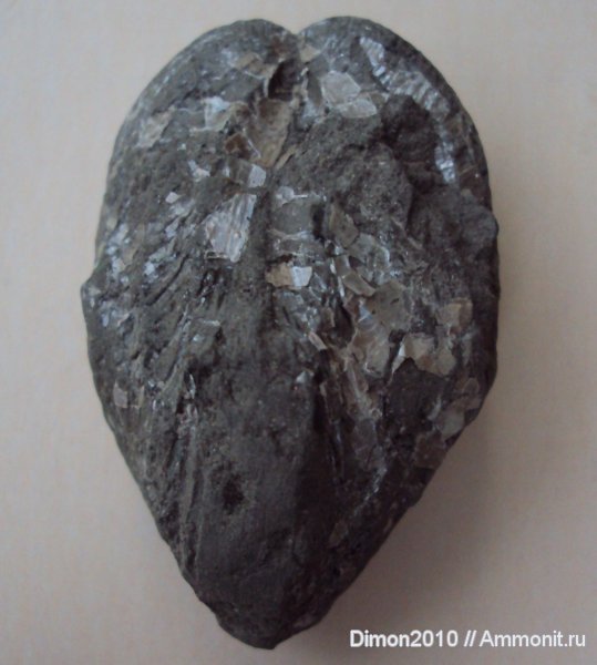 юра, двустворки, Pholadomya, Jurassic