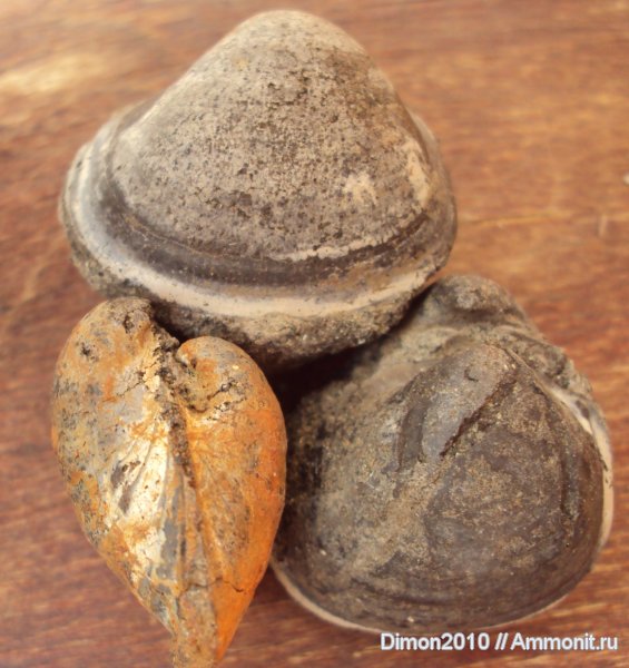 юра, двустворки, Mactromya, Mactromya excentrica, Jurassic