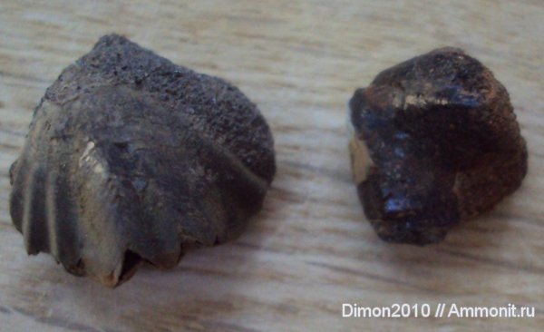 брахиоподы, юра, плеченогие, Rhynchonella, Rhynchonellida, Jurassic