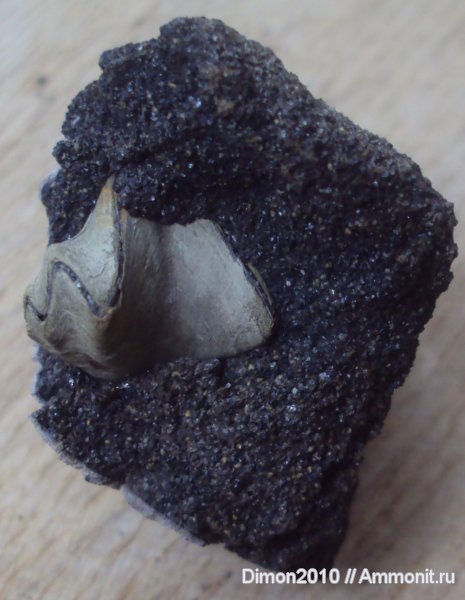 брахиоподы, юра, плеченогие, Rhynchonella, Rhynchonella loxiae, Rhynchonellida, Jurassic