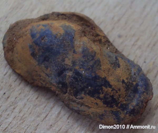 юра, волжский ярус, двустворчатые моллюски, Volgian, Jurassic