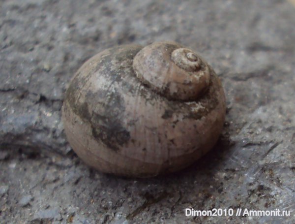 гастроподы, юра, брюхоногие моллюски, Euspira, Euspira gerassimovi, Jurassic