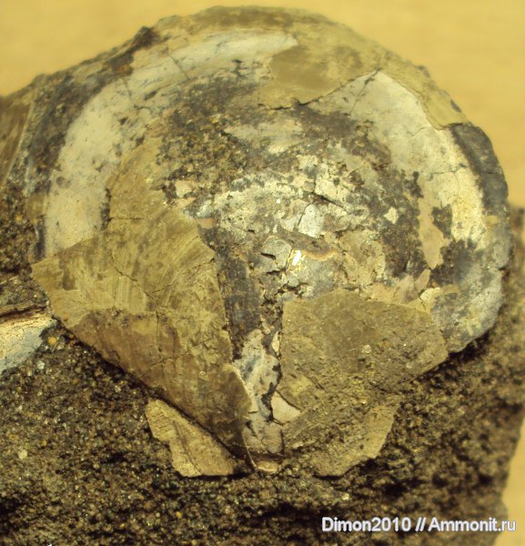 юра, волжский ярус, двустворчатые моллюски, Entolium, Entolium nummulare, Volgian, Jurassic