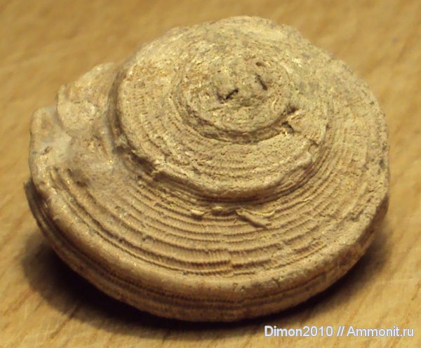 гастроподы, юра, Bathrotomaria, брюхоногие моллюски, Jurassic