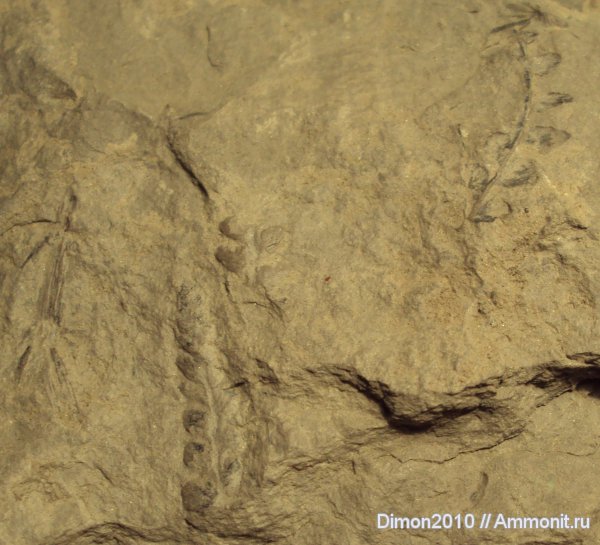 карбон, растения