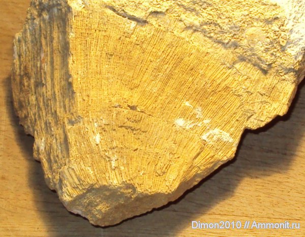 карбон, губки