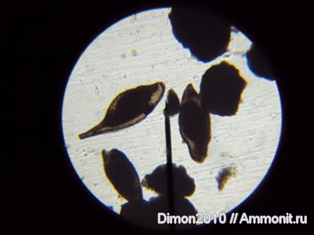 Микрофоссилии из юры