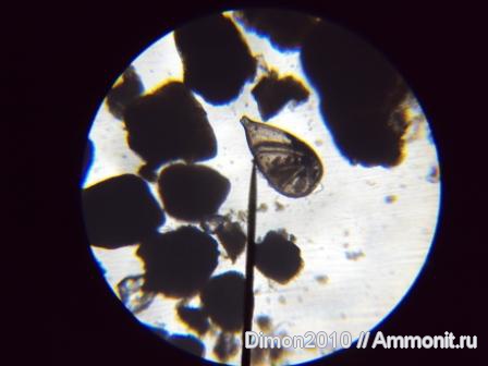 юра, фораминиферы, Jurassic